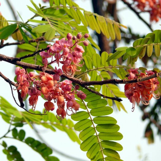 Pink Shower Tree Cassia Grandis 10 Seeds Onszaden