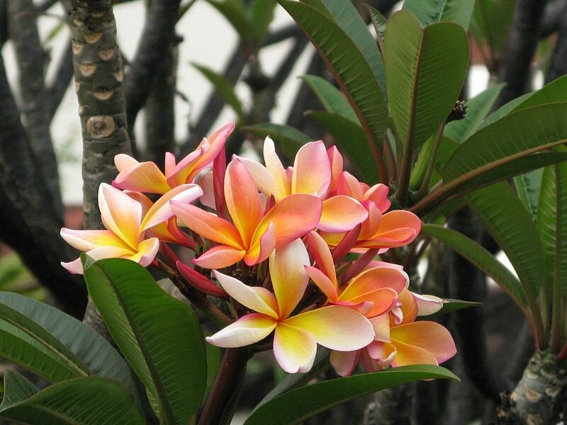 Tropical