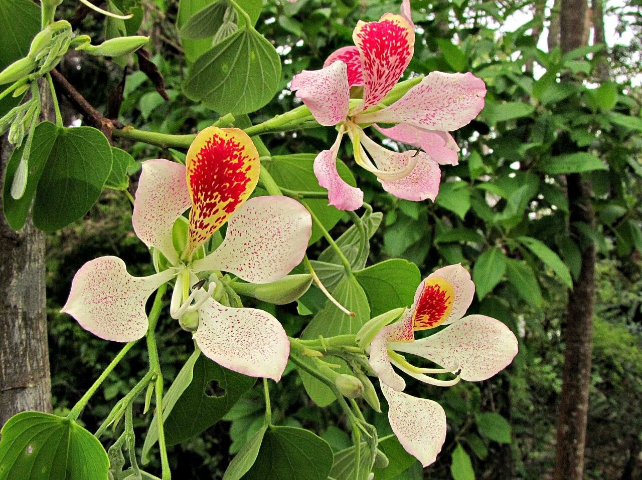 Flowers