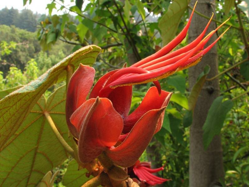 Monkey's Hand Tree (Chiranthodendron pentadactylon)