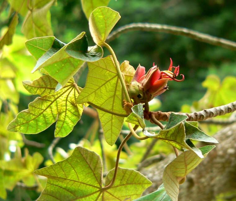 Monkey's Hand Tree (Chiranthodendron pentadactylon)