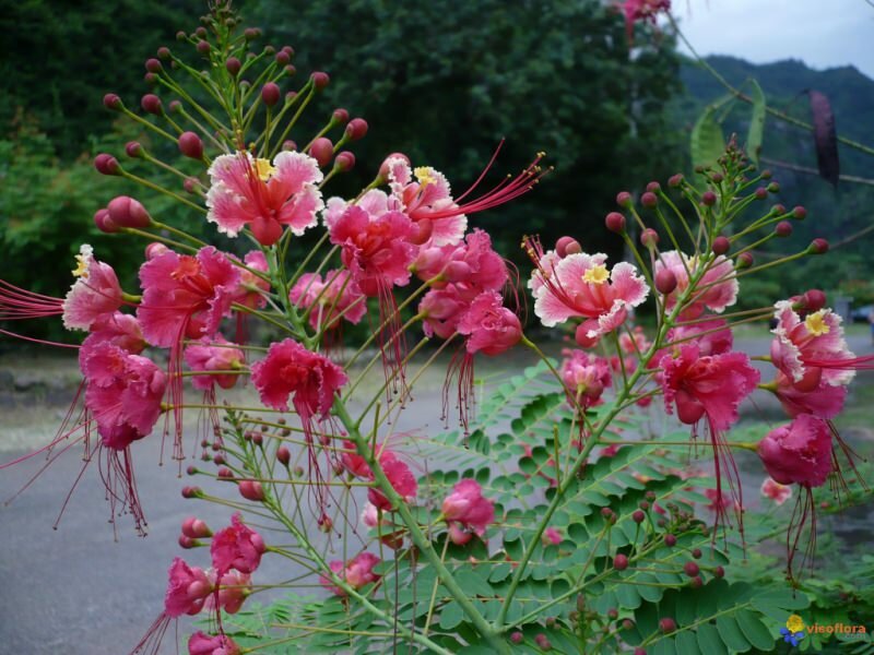 Pink Peacock Flower (Caesalpinia pulcherrima 'Rosea')