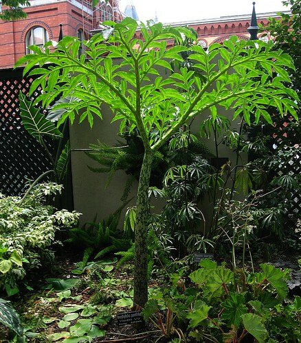 Elephant Yam (Amorphophallus paeoniifolius)