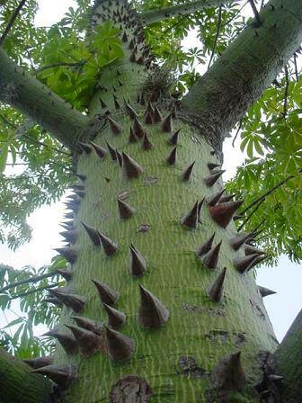 Kapok Tree (Ceiba pentandra)