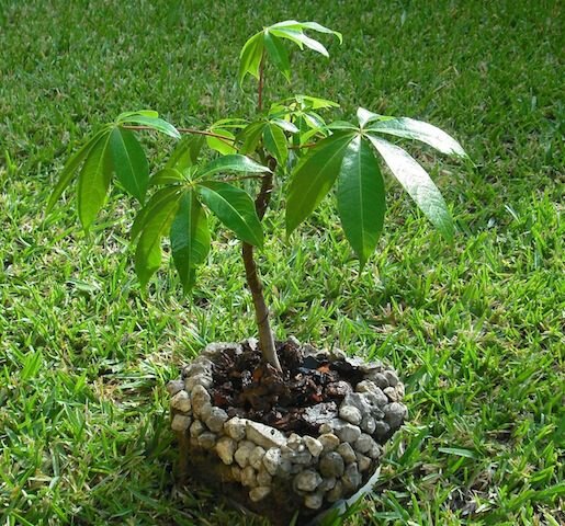 Kapok Tree (Ceiba pentandra)