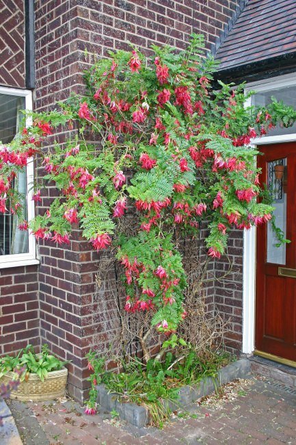 Kaka Beak (Clianthus puniceus)