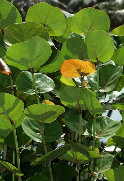 Seagrape (Coccoloba uvifera)
