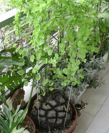 Elephant's Foot Yam (Dioscorea elephantipes)