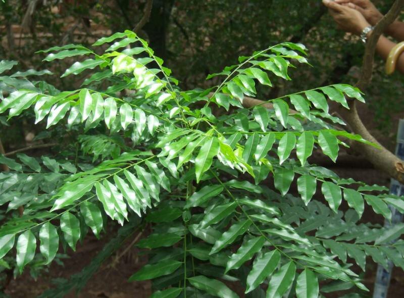 Black Pearl Tree (Majidea zanguebarica)