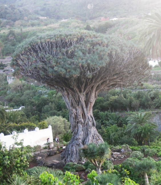 Canary Islands Dragon Tree (Dracaena draco)