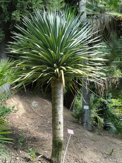 Canary Islands Dragon Tree (Dracaena draco)