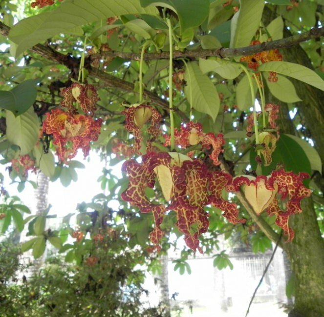Calabash Nutmeg (Monodora myristica)
