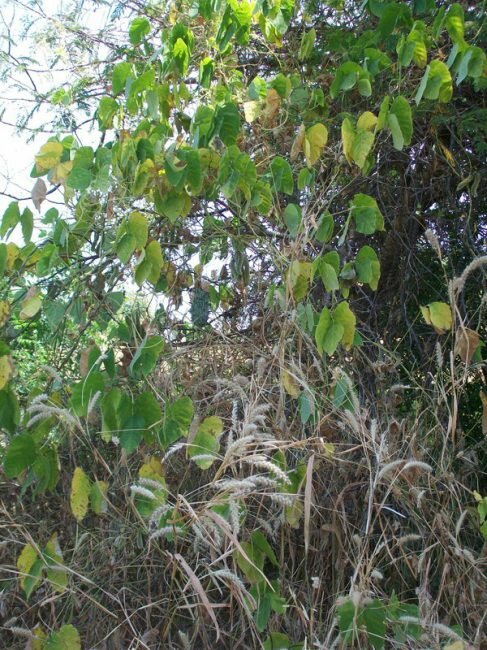 Velvet Bean (Mucuna pruriens)