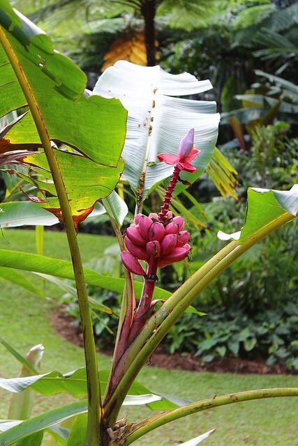 Pink Dwarf Banana (Musa velutina)