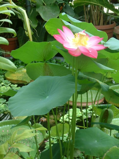 Indian Lotus (Nelumbo nucifera)