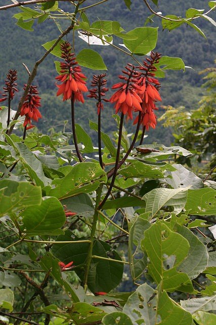Coral Tree (Erythrina arborescens)