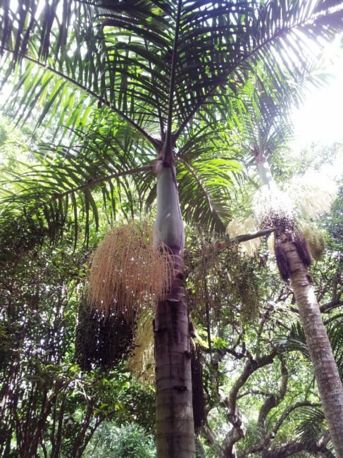 Spindle Palm (Hyophorbe verschaffeltii)