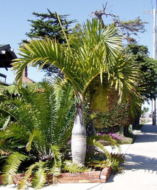Spindle Palm (Hyophorbe verschaffeltii)