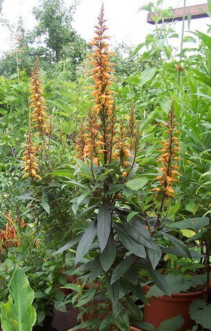 Canary Island Foxglove (Isoplexis canariensis)