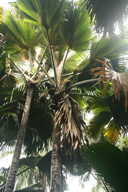 Coco de Mer (Lodoicea maldivica)