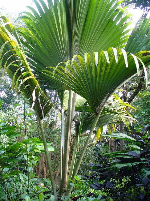 Coco de Mer (Lodoicea maldivica)