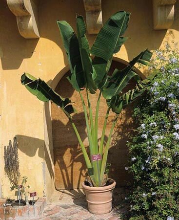 Traveller's Palm (Ravenala madagascariensis)