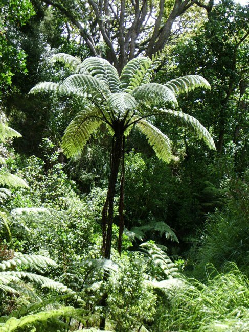 Black Tree Fern (Cyathea medullaris)