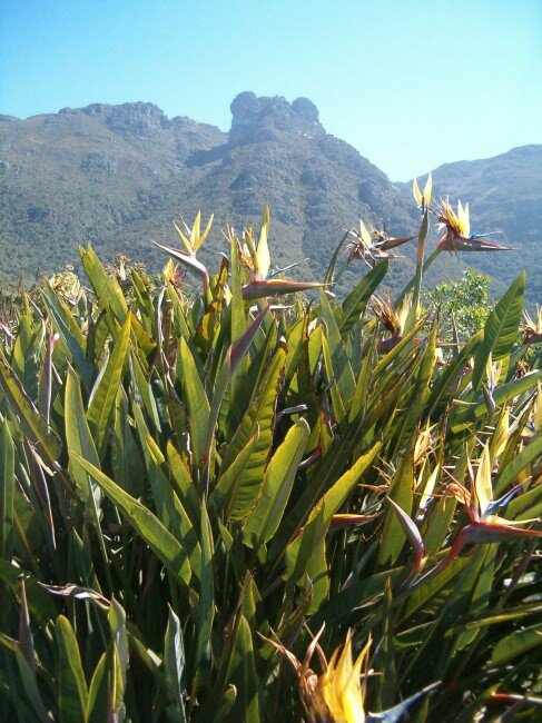 Yellow Bird of Paradise Flower (Strelitzia reginae 'Mandela's Gold')