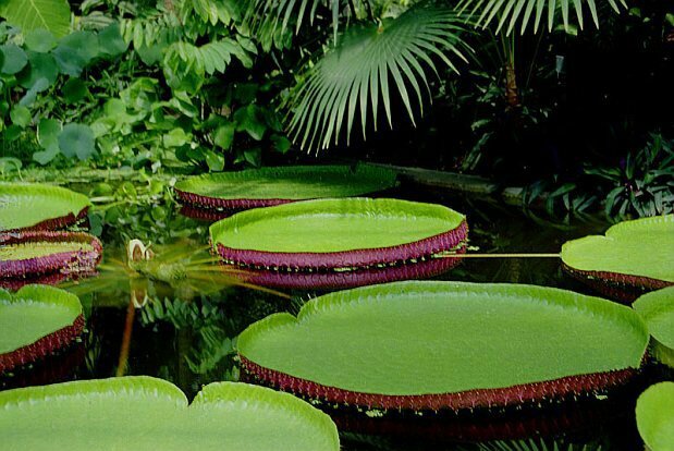 Victoria Water Lily (Victoria amazonica)