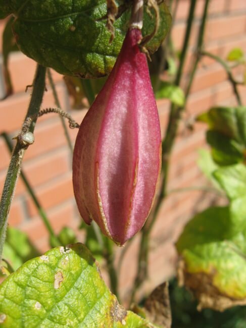 Passionflower (Passiflora capsularis)