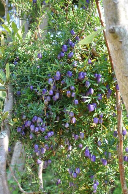 Purple Apple-berry (Billardiera longiflora)