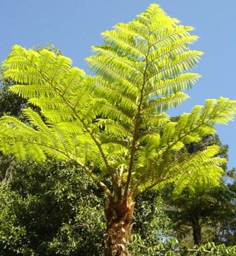 Norfolk Tree Fern (Cyathea brownii)