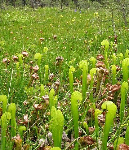 Cobra Lily (Darlingtonia californica)