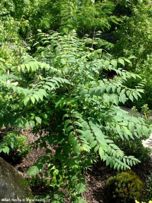 Blue Sausage Shrub (Decaisnea fargesii)