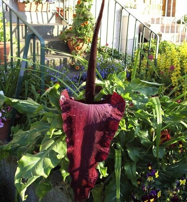 Dragon Arum (Dracunculus vulgaris)