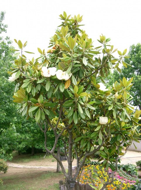 Southern Magnolia (Magnolia grandiflora)