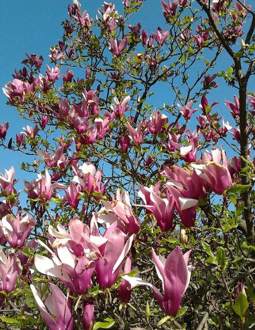 Purple Magnolia (Magnolia liliiflora)