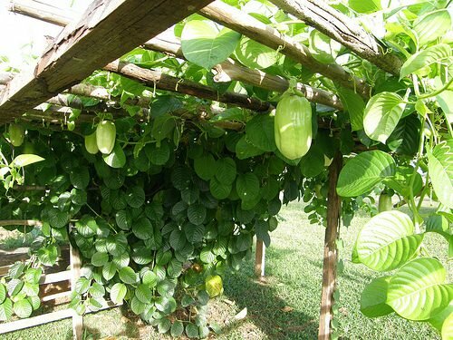 Giant Granadilla (Passiflora quadrangularis)
