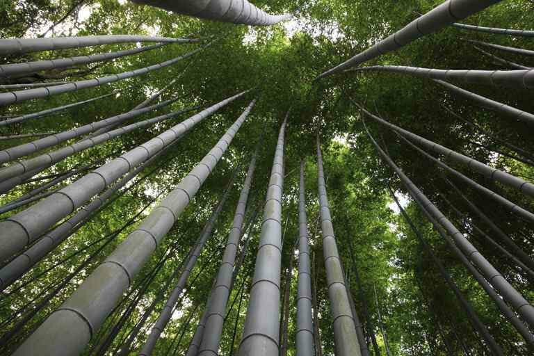 Moso Bamboo (Phyllostachys edulis)