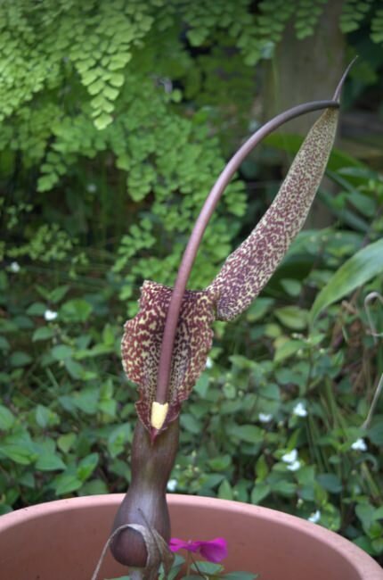 Voodoo Lily (Typhonium venosum)