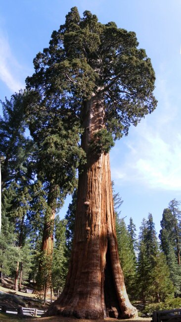 Giant Redwood (Sequoiadendron giganteum)