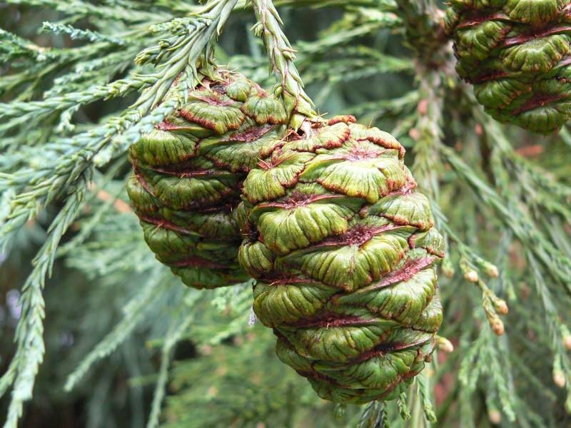 Giant Redwood (Sequoiadendron giganteum)