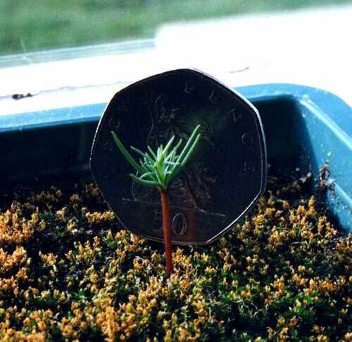 Giant Redwood (Sequoiadendron giganteum)