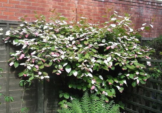 Siberian Kiwi (Actinidia kolomikta)