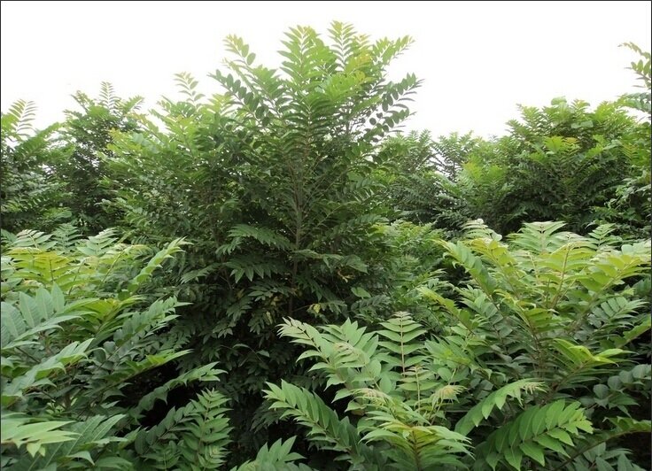 Chinese Toon (Toona sinensis)