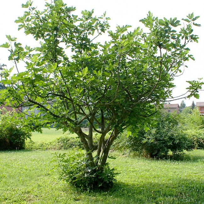 Common Fig (Ficus carica)
