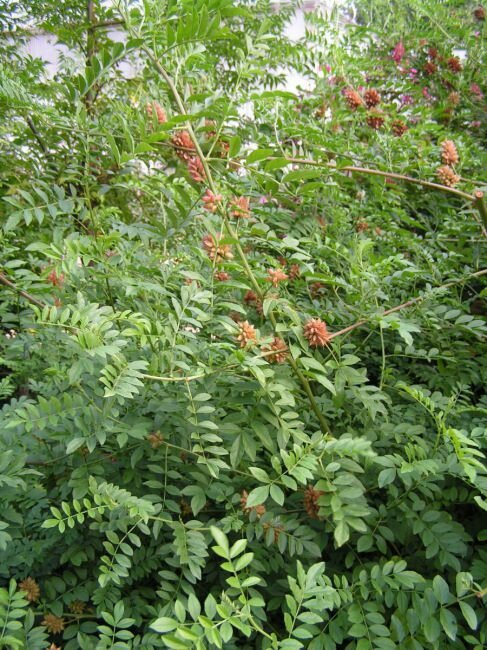 Liquorice (Glycyrrhiza glabra)