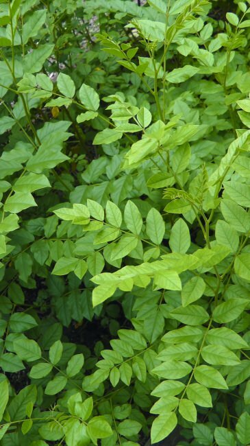 Chinese Liquorice (Glycyrrhiza uralensis)