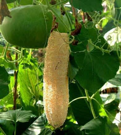 Sponge Gourd (Luffa cylindrica)