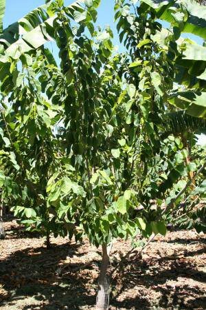 Chirimuya (Annona cherimola)